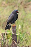 Snail Kite